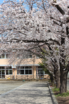 稲城市内の桜