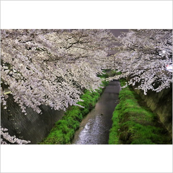 三沢川の桜