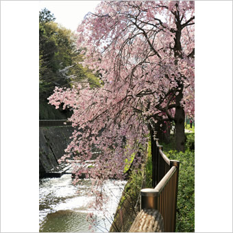 三沢川の桜