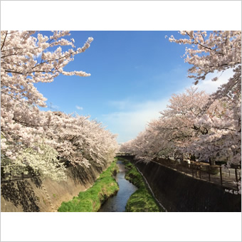 三沢川の桜