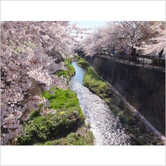 三沢川の桜