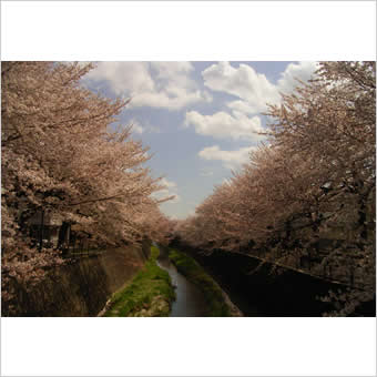 三沢川の桜