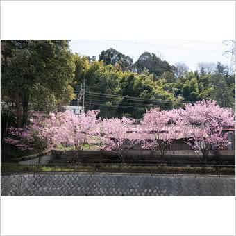 三沢川の桜