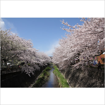 三沢川の桜