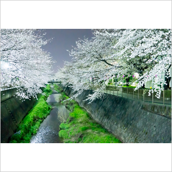 三沢川の桜