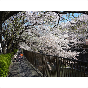 三沢川の桜