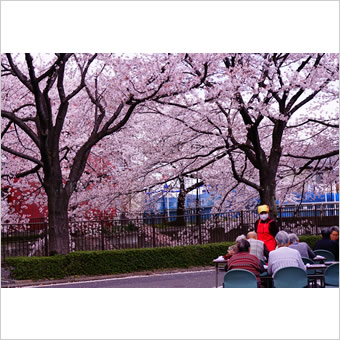 三沢川の桜