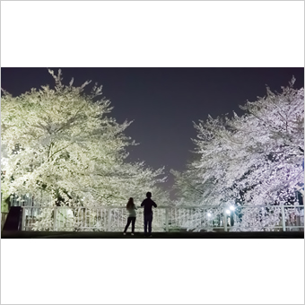 稲城市内の桜