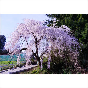 稲城市内の桜