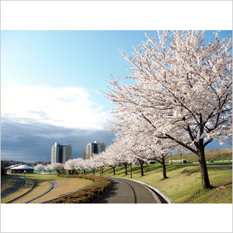 稲城市内の桜