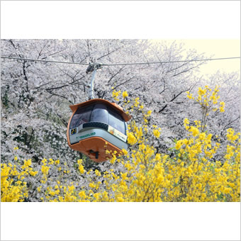 稲城市内の桜