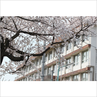 稲城市内の桜