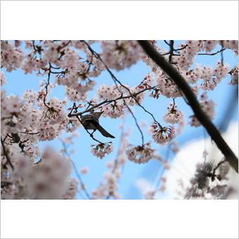 稲城市内の桜