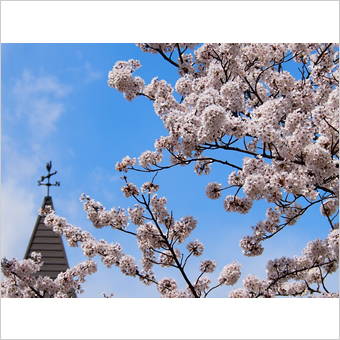 稲城市内の桜