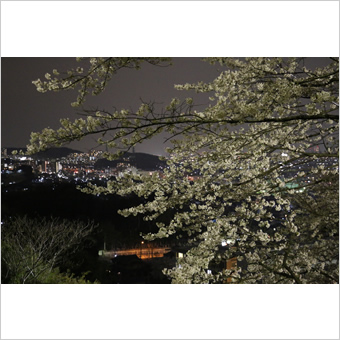 稲城市内の桜