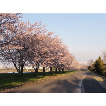 稲城市内の桜