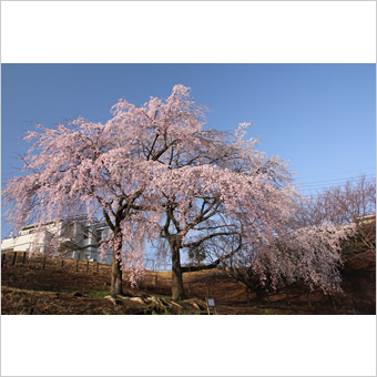 稲城市内の桜