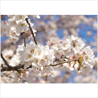 花開くと共に