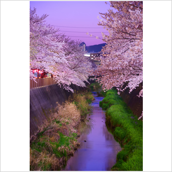 夕暮れ桜色