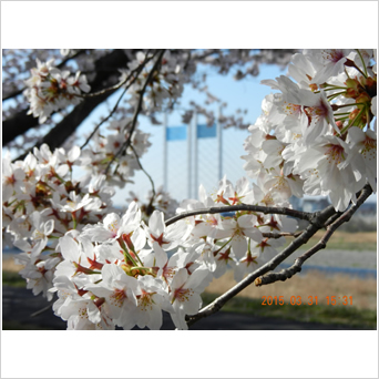 桜の中の是政橋