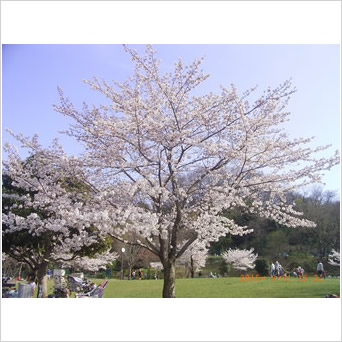 青空の桜