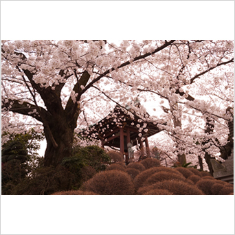 常楽寺の桜