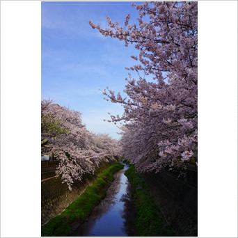 満開の桜と三沢川