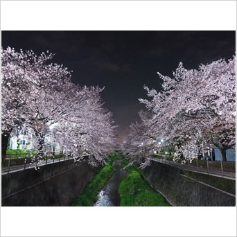 夜桜のきらめき