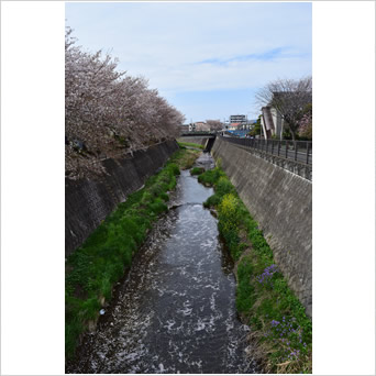 桜の見頃は過ぎて・・・