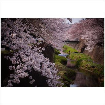 爛漫