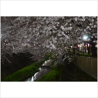 夜桜