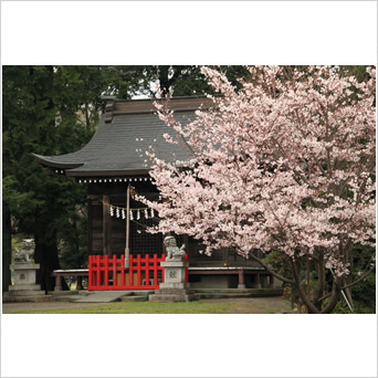 春の装い.竪神社