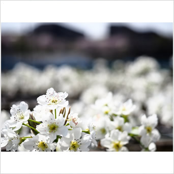 梨花の雄蕊　熟すころ